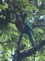 Great Jacamar
